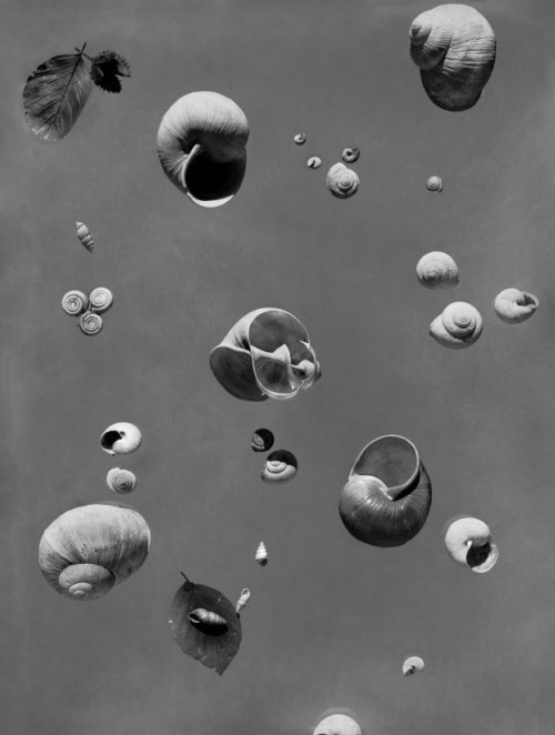 Werner Bischof, Floating Snails (1936)