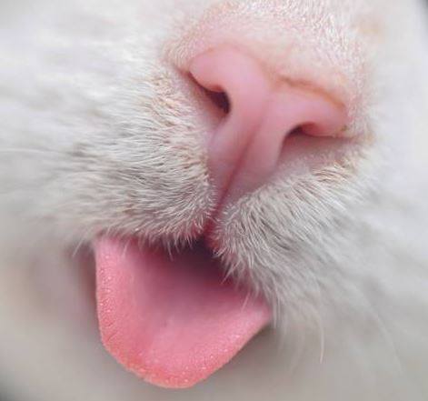 Tongue… | via Facebook en We Heart It. http://weheartit.com/entry/75160940/via/LisSapphire