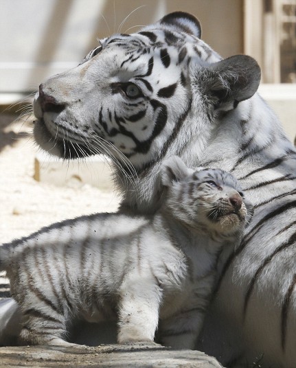 theanimalblog:  A 7-year-old white tiger sits with one of her cubs at Tobu Zoo in