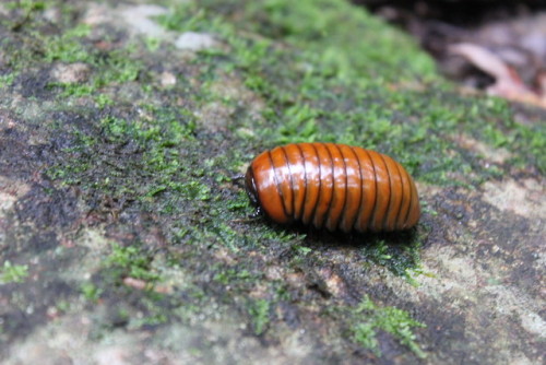 end0skeletal-undead: Pill millipedes are any members of two living (and one extinct) orders of milli