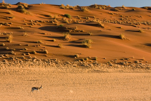 The Namib Desert, for which the country Namibia is named and whose name means “open space,&rdq