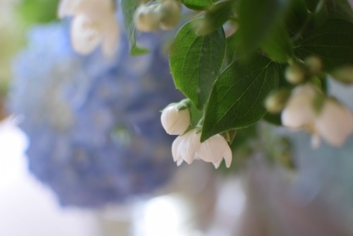 紫陽花写真もまだアップしてないのに 梅雨明けしてしまった☔︎ 写真のお花は、梅花空木 控えめだけど可愛かったな♩