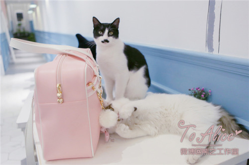 To Alice cute nanchatte seifuku schoolbag preorderMy Australia-based Taobao shopping service is now 