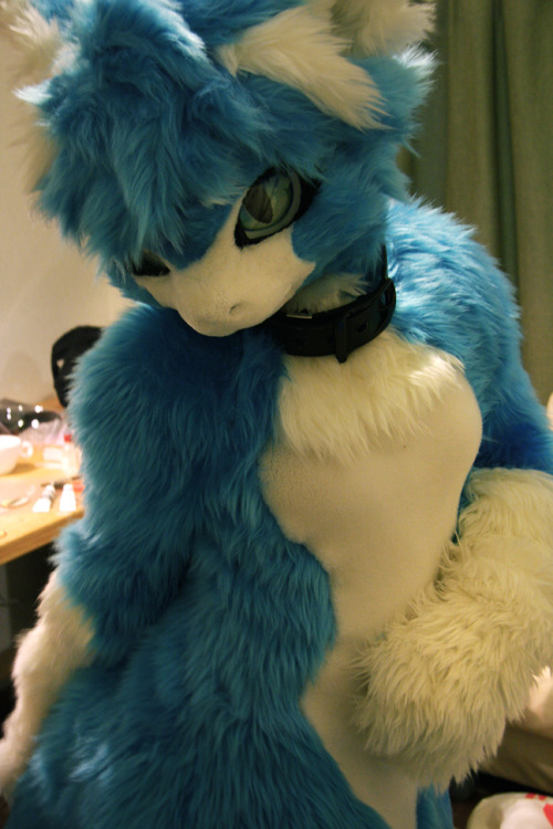 datdonk:  coyoteaverage:  Japanese fursuits are best fursuits :3  I want to hug and kiss them forever~  I love them <3