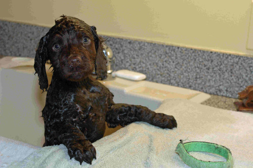 thefrogman:I didn’t think Otis would ever forgive us after his first bath. 
