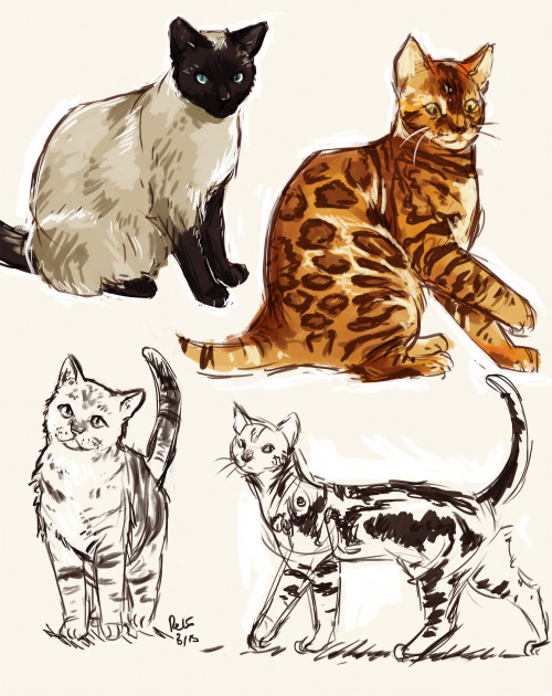 electricgale:practicing drawing cats a bit :>