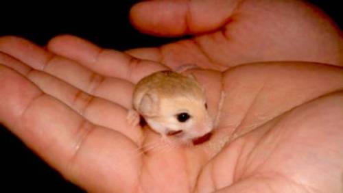 Oh My God Y'all A New Animal Just Dropped