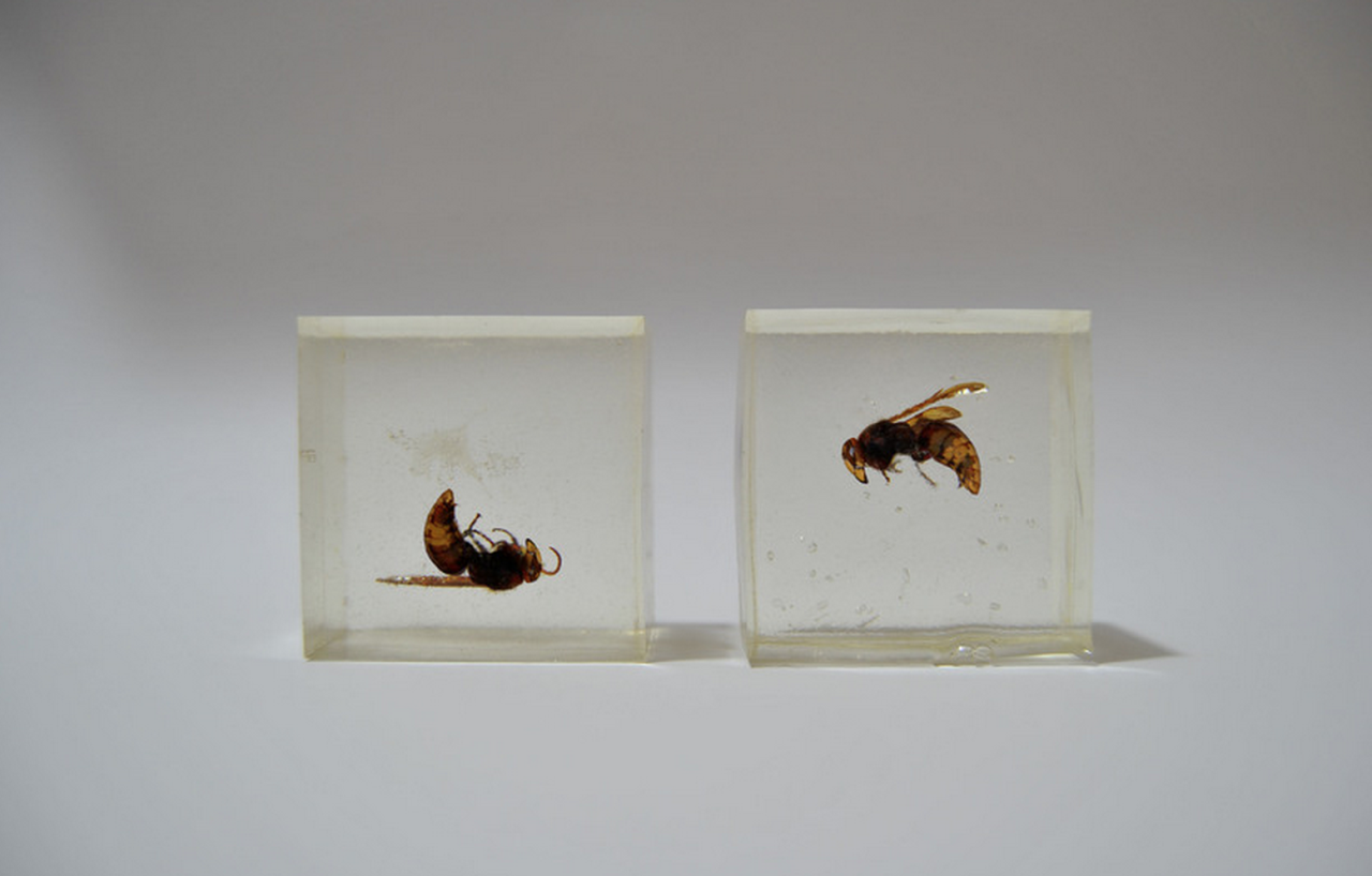 nyctaeus:  Luisa de Donato, Judith and Holophernes, 2014, sculpture resin and hornets