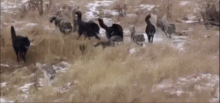 thatwanderinglonewolf:  Wolf Pack [X]