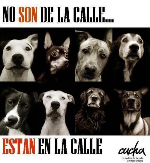 conciencia-animal:   Encuentranos en: Facebook: http://on.fb.me/1bQmkUL Twitter: https://twitter.com/infoanimalchile