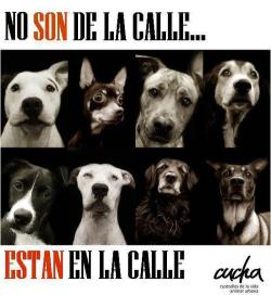 conciencia-animal:   Encuentranos en: Facebook: http://on.fb.me/1bQmkUL Twitter: https://twitter.com/infoanimalchile  