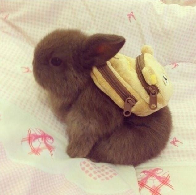 Noooo&hellip; !  Impossible!  Heart seizing from cuteness!