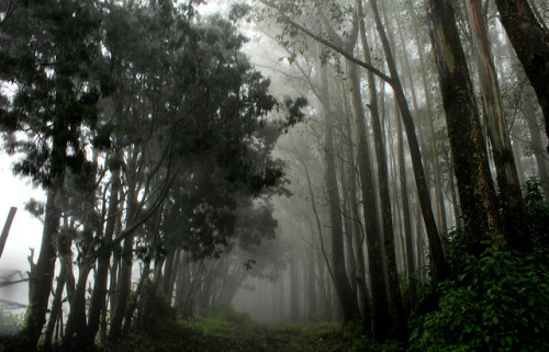 cat-nymph: Foggy ruins of time. by shan b photos on Flickr.