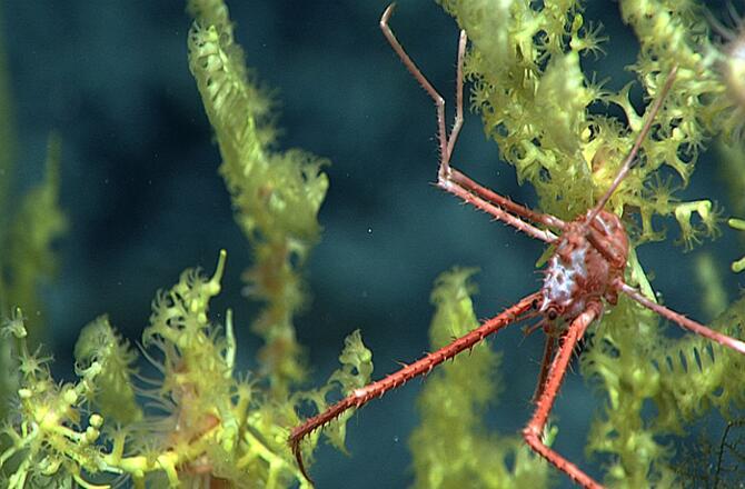 discoverynews:  What Will You Find Deep (Like Way Deep) Under Water in Hawaii? These