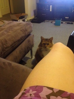 dayleyjuice:  My cat doesn’t like the cat food I gave her. She’s been sitting like that for 10 minutes.