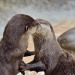 otter-cute: