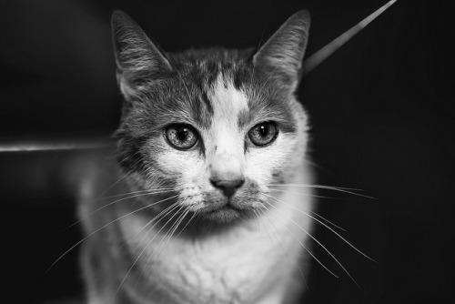 catycat21:Cat Portrait by Felicity Berkleef Photography on Flickr.