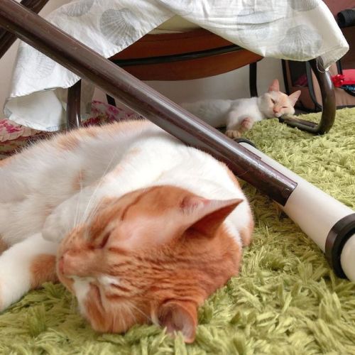 fu-fu-fu: ホカペつけたらこうなった #cat #cats #猫 #白猫 #茶白 #多頭飼い #fuandkeywww.instagram.com/p/B2s0orqlbS2/
