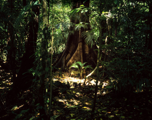 Deep Roots [Palenque, Mexico, 2014]