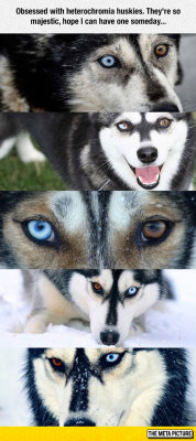 srsfunny:  Heterochromia Huskieshttp://srsfunny.tumblr.com/ 