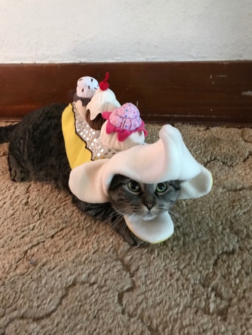 lucifurfluffypants:coolcatgroup:Princess Tigerbelle is ready for Halloween! She’s a banana split sun