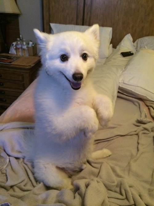 wolfpuke:  My dog sometimes refuses to get off the bed.. So he sits up and stares me down.. 