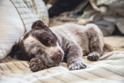 our-aperture:  Freya, the Australian Cattle Dog. 