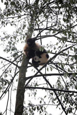 Giantpandaphotos:  Xi Mei’s First Twin. © Anne In Maine. 