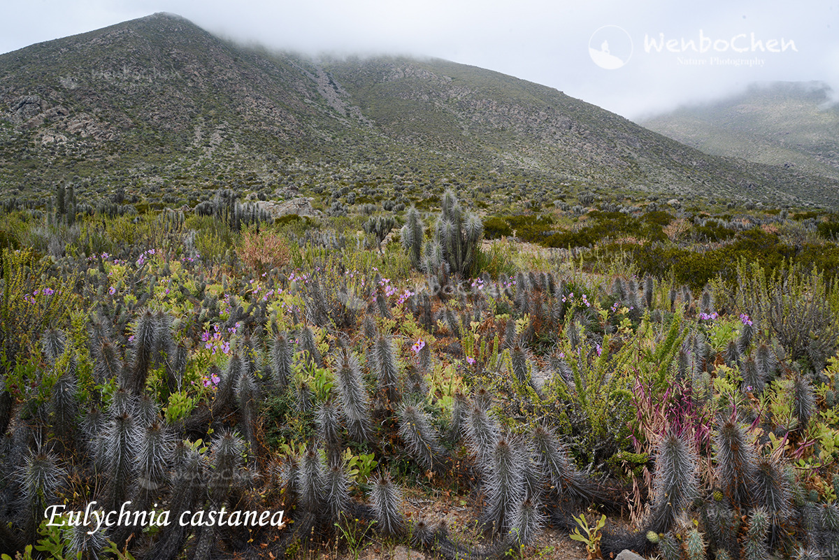The mountain slopes in northern Chile are always dominated by cacti and Alstroemeria species. Near La Serena #Chileanflora #Alstroemeria #Eulychniacastanea #cacti #壶花柱属 #六出花