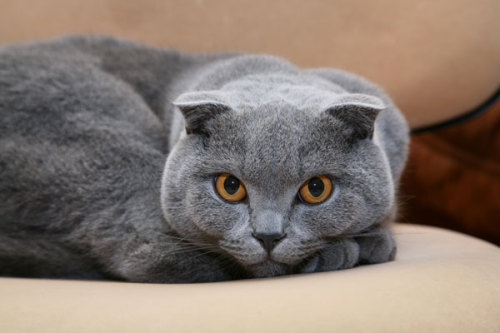 Scottish fold cat