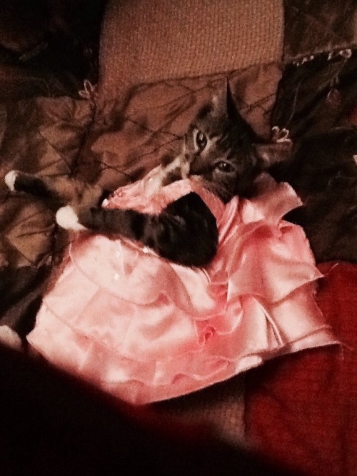 unimpressedcats: The dress no longer fits her