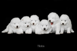 redwingjohnny:  (via Samoyed puppies by Alexandre