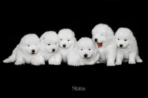 redwingjohnny:  (via Samoyed puppies by Alexandre adult photos