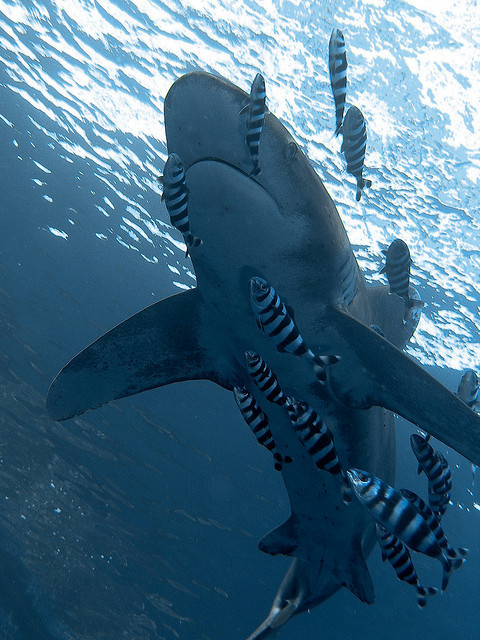 the-shark-blog:  Oceanic white tip by Harava 