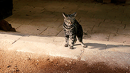 tumblr_po2m0dhxbh1ut1d6co7_r1_400.gif