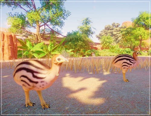 Some Photos From My Australia Themed Zoo!KoalaRed KangarooDingoSouthern CassowaryCassowary ChicksFlamingo