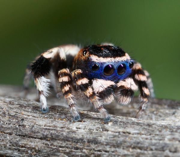 pleatedjeans:  20 Adorable Animal Invertebrates