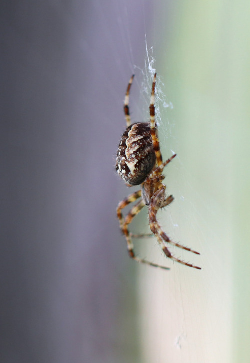European garden spider or cross spider/korsspindel (Araneus diadematus).