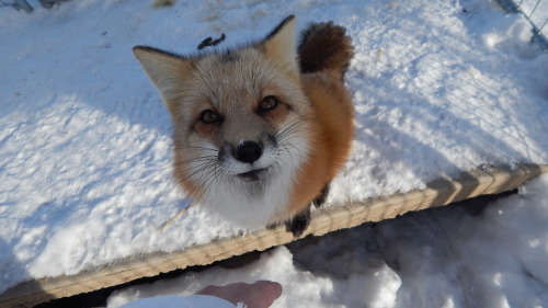 Foxy in the snow, I love how her red fur contrasts the pure white snow, she truly is a magnificent a