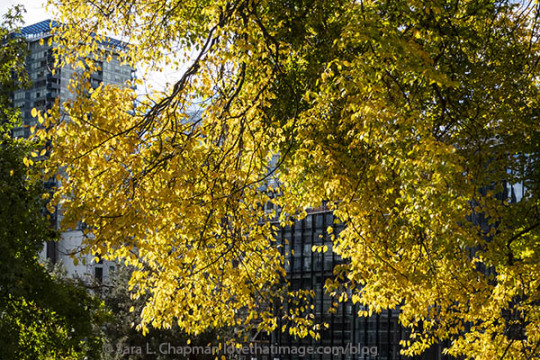 In Seattle this week https://www.lovethatimage.com/blog/2021/10/yellow-leaf-glory/ #iloveyellow#yellow leaves#Fall colors#autumn leaves