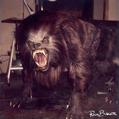 weirdlandtv:Concept art and the finished puppet/suit/rig by Rick Baker for An American Werewolf in L