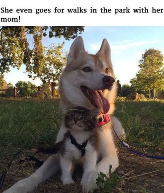 catchymemes:  