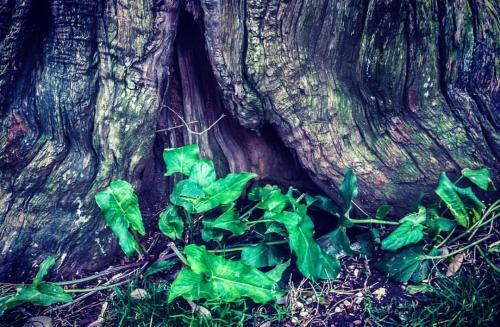 #villatorlonia #rome #italy #leaves #green #tree #bark #ivy #nature #park #musk #grass #relax #love