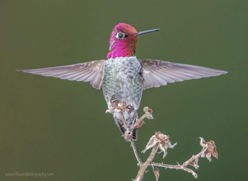 Male Anna’s Hummingbird, Anthony Bucci