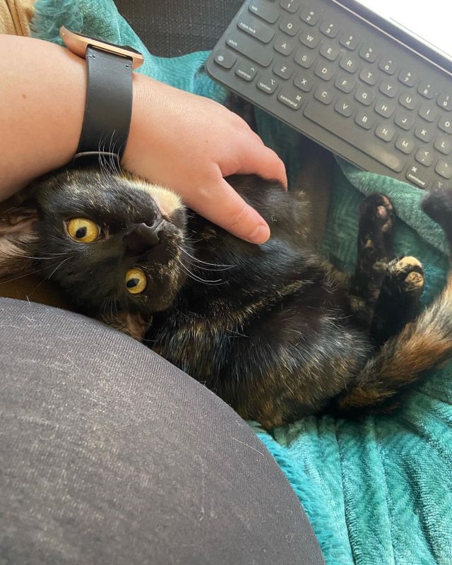 Update 2 someone needs to understand that typing fingers are not for chewing on.  https://www.instagram.com/p/CdydQ_7pzVk/?igshid=NGJjMDIxMWI= 