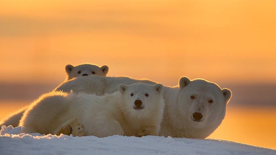wolverxne:  At the Arctic National Wildlife Refuge in Alaska, wildlife photographer