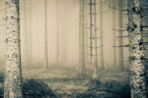alcyere:  winterberg (by serni)