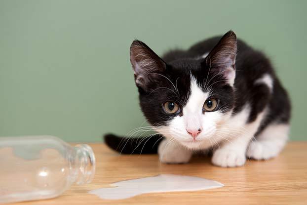 howstuffworks:  10 Completely Wrong Saying About Animals  You’re “happy as a