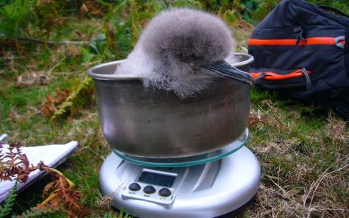 ridiculousbirdfaces:Manx Shearwater