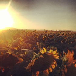 Sunflower field revisited at sunset. This was the better shoot I think.